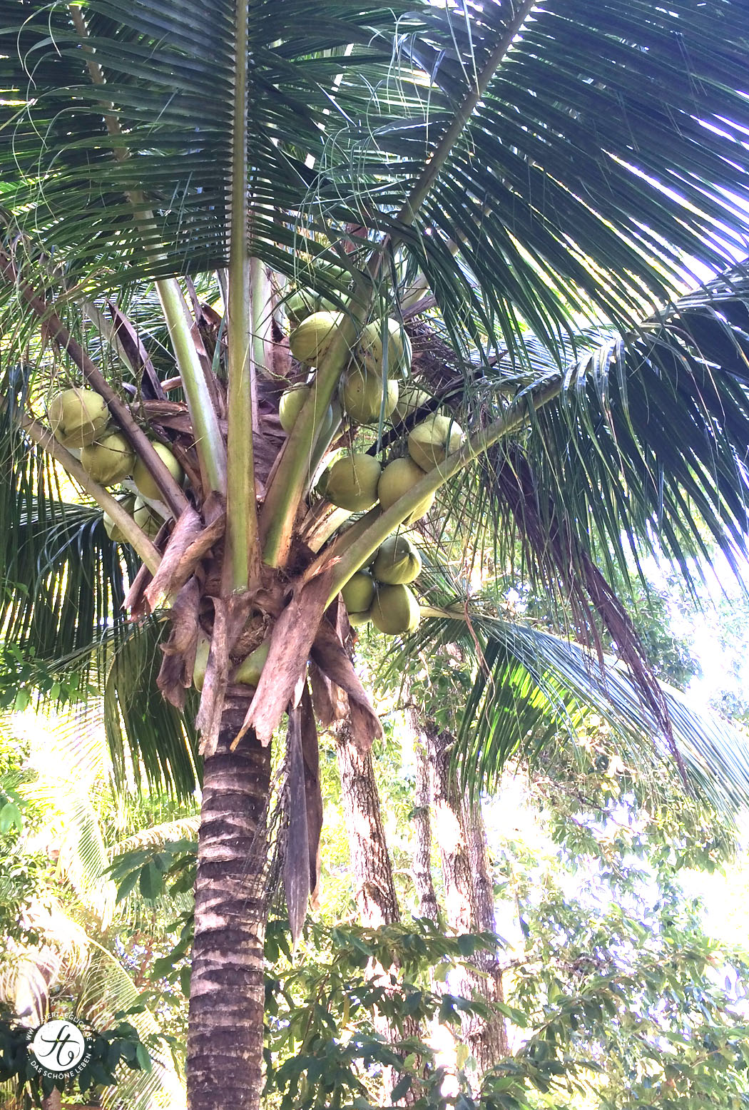 Kokospalme Thailand