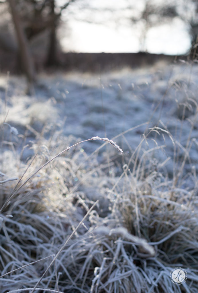 Zauberhafter Frost, Landschaft,